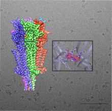 CryoEM Image