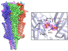 A 2.9 Å cryo-EM reconstruction of the 5-HT3A receptor complex with granisetron. A close-up view of the drug-binding pocket and the density map for granisetron.