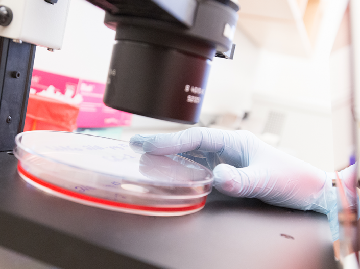 A researcher putting a petri dish under a microscope.
