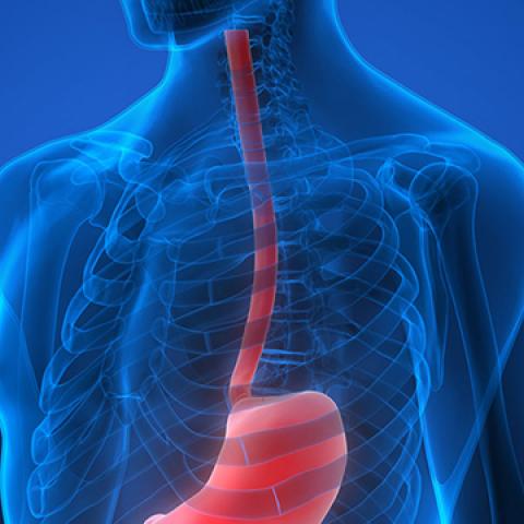 graphic of stomach and esophagus