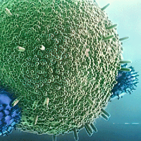 graphic representation of cells