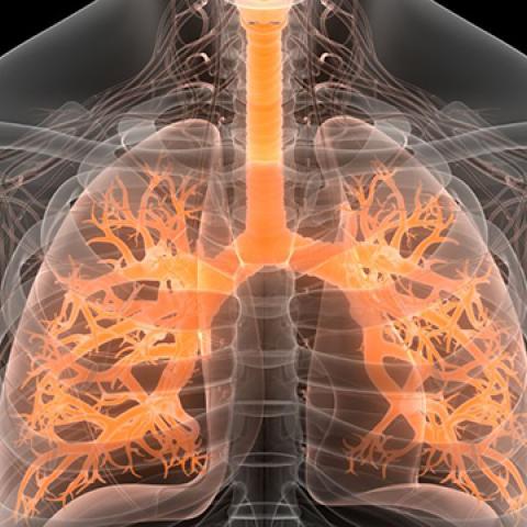 stock computer image of respiratory system