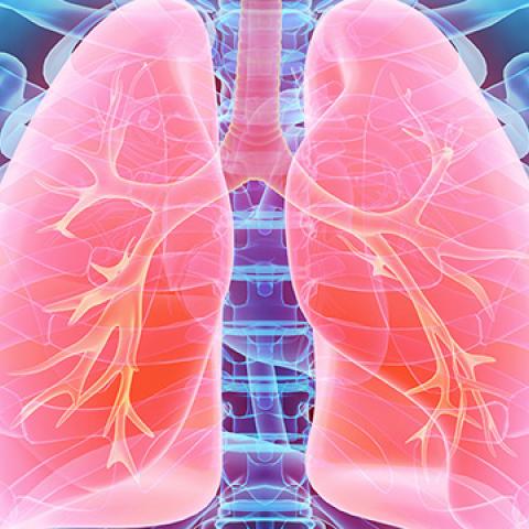 stock image of lung graphic