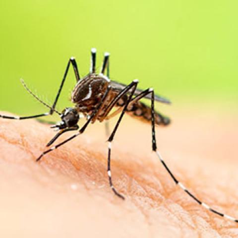 stock image of mosquito on skin