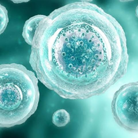 stock image of cells