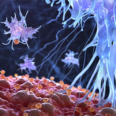 stock immune cells