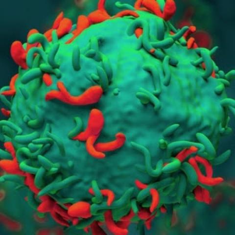 car t cell