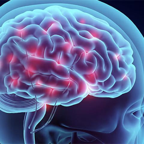 stock image of brain