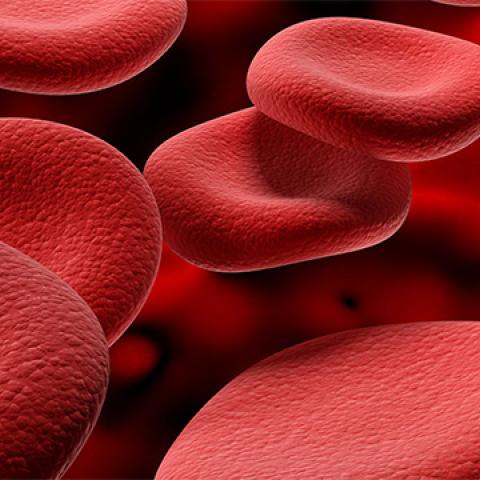 stock image red blood cells