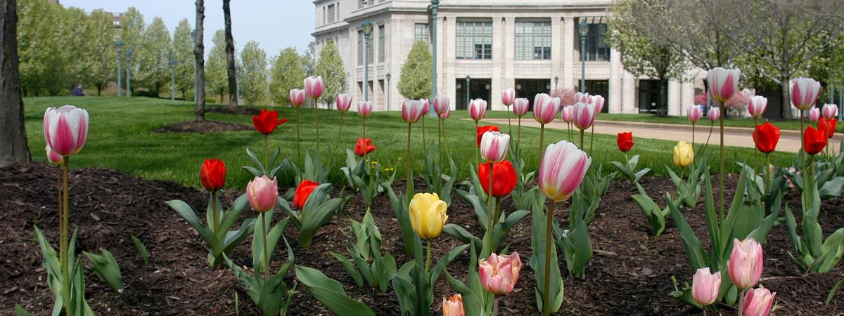 Flowers outside of the CWRU library