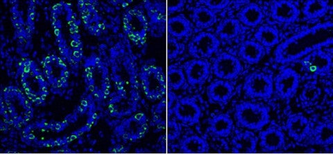 image of cells from a mouse