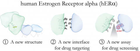 graphic of human Estrogen Receptor alpha