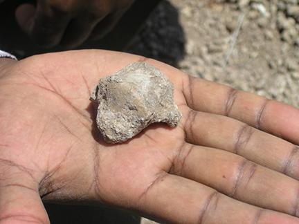 Photo of a hand holding the fossil hominin talus