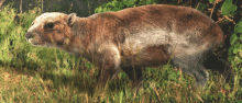 An artist’s rendition of hemihegetotherium by Velizar Simeonovski