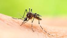 stock image of mosquito on skin