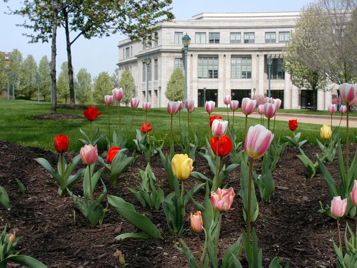 Flowers outside of the CWRU library