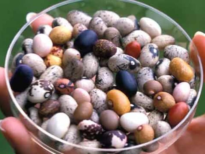 Pebbles in a petri dish.