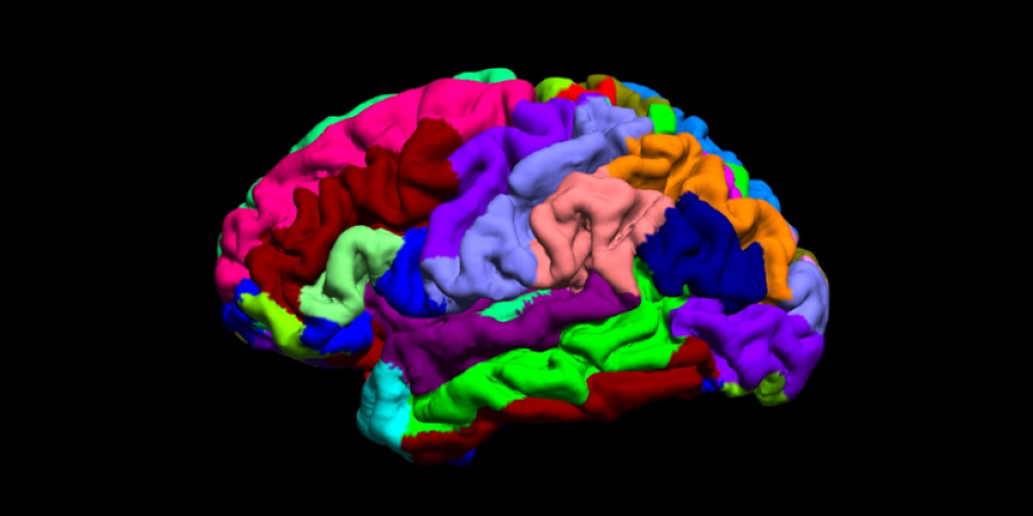 Color-coded atlas of the brain