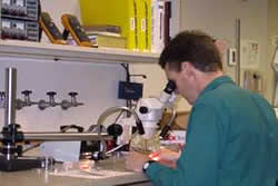 Picture of a Neural Engineering researcher looking through a microscope in a lab setting