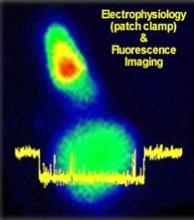 The words "Electrophysiology (patch clamp) & Fluorescence Imaging" on action propagation modeling