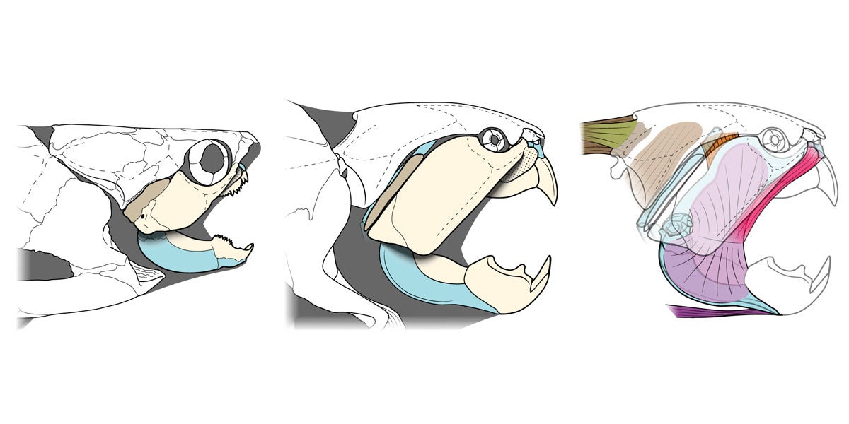 Photo illustrations demonstrating the jaw and muscle anatomy of Dunkleosteus compared to a typical arthrodire