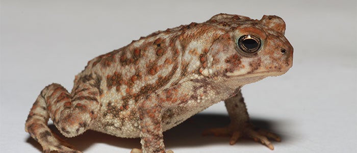 AmericanToad 1