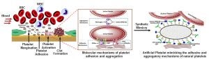 Artificial platelet schematic