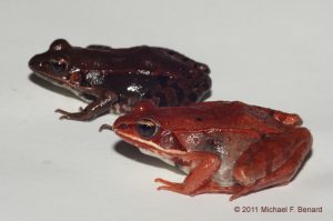 Wood Frog Color Polymorphism
