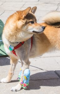 A dog named Bento with a cast on its paw