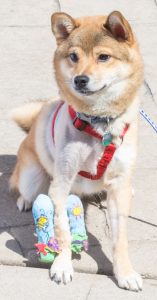 A dog named Bento wears a cast on its leg