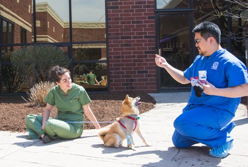Two veterinarians play with a dog outside a building