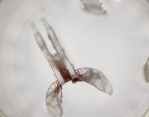 Biorobots made from sea-slug muscle and plastic frames