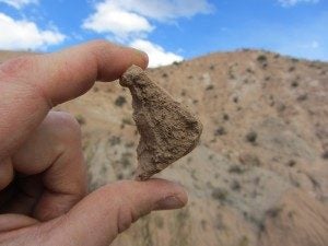 This piece of tortoise shell and other fossils found near Quebrada Honda suggest the high plain was less than a kilometer above sea level 13 million years ago.