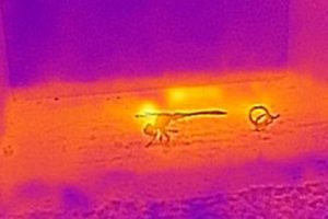 a thermal image of a male blue dasher dragonfly