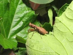 Dystacta female