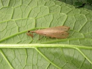 Dystacta male