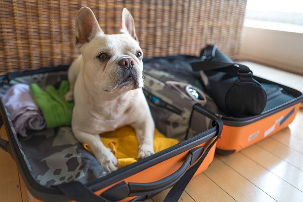 Dog sits in packed suitcase