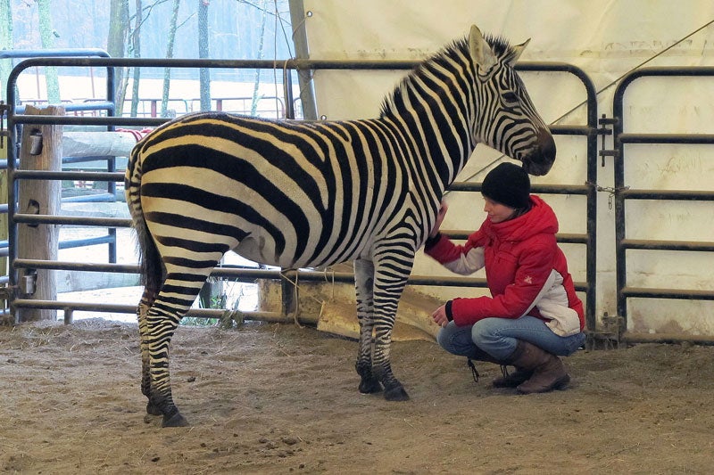 Mandel School student Lauren Burke works with a zebra