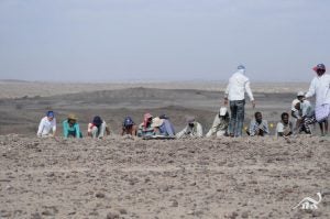 Excavating in the Afar region of Ethiopia
