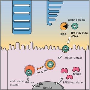 Diagram showing the chain of events that occur as a nanoparticle loaded with needed DNA reaches a target cell, delivers the DNA and the cell begins producing a protective protein.