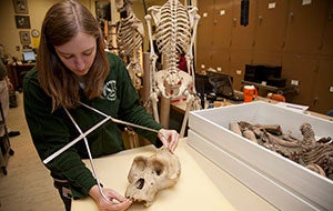 A student intern measures a skull while working at the Cleveland Museum of Natural History.