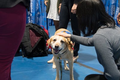 A certified therapy dog visits with an attendee of Research ShowCASE 2018