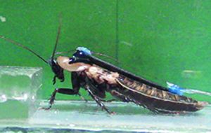 Cockroach research