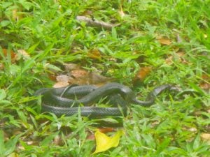 Red-bellied black snake