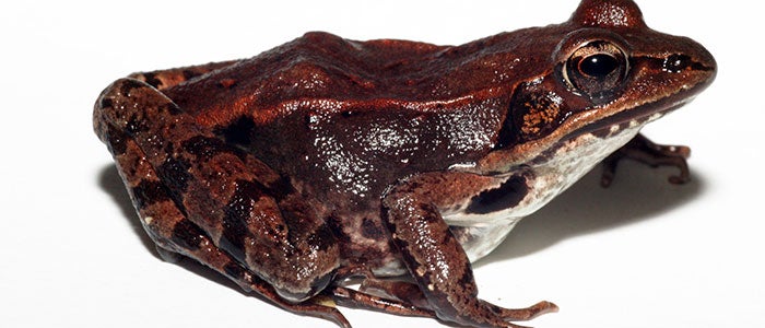 WoodFrog