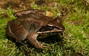 Adult wood frog