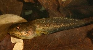 Wood frog tadpole