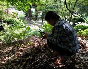 a researcher in the woods, looking for ants