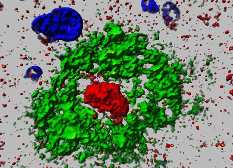 An image of the 'Aggregatin' protein from the paper published by Wang, Zhu and collaborators.