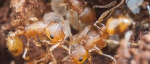 closeup photo of ants